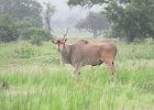 eland