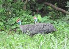 perlica zwyczajna (helmeted guineafowl)