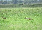 szakale czaprakowe (black-backed jackal)