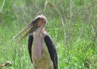marabut (marabou stork)