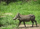 pumba, guziec (warthog)