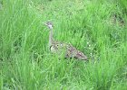 dropik czarnobrzuchy (black-bellied bustard)