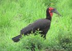dzioborożec kafryjski (southern ground hornbill)