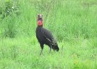 dzioborożec kafryjski (southern ground hornbill)