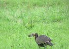 pani dzioborożec kafryjski (southern ground hornbill)