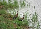 drzewica białolica (white-faced whistling duck)