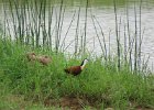 długoszpon afrykański (african jacana)