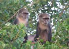 małpy Syke'sa