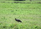 bocian czarny (black stork)