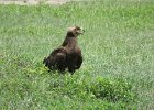 orzeł sawannowy (tawny eagle)