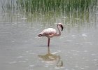 flaming różowy (greater flamingo)