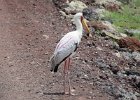 dławigad afrykański (yellow-billed stork)