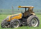 lew w traktorze, traktor w wulkanie