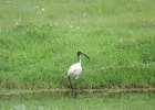 ibis czczony (african sacred ibis)