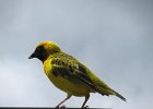 wikłacz ciemnodzioby (slender-billed weaver) (?)