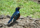błyszczak rudobrzuchy (superb starling)