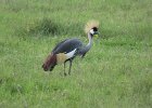 koronnik szary (golden-crowned crane)