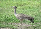 drop olbrzymi (kori bustard)
