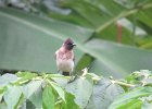 bilbil ogrodowy (common bulbul)