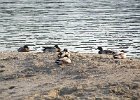 kaczki, Wisła