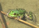 żaba jeziorkowa