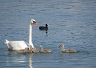 łabędzie i łyska w Krzyżach