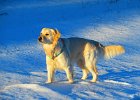 pies w śniegu