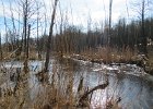 rozlewisko w Puszczy