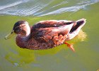 kaczka w Ełku
