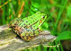 żaba jeziorkowa