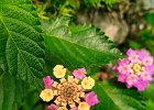 lantana