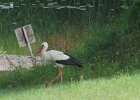 bocian w gościach