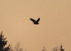 bielik o zmierzchu