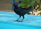wilgowron meksykański przy basenie