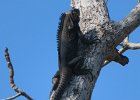 iguana negra (western spiny-tailed iguana)