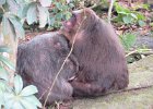 makak niedźwiedzi (przywieziony z Tajlandii, trzymany na wyspie w celach naukowych)