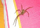 pająk tygrysi ("no hace nada")