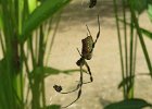 golden silk orb-weaver