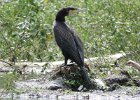 kormoran