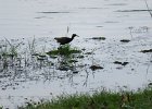 długoszpon białobrewy (bronze-winged jacana)