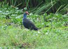 grey-headed swamphen (chruściel jakiś)