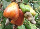 nerkowce, cashew