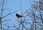 black-collared starling (szpakowate)