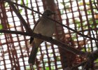 streak-eared bulbul (bilbil)