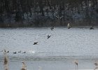 kaczki koło lodu
