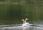 łabędzie krzykliwe na najdalszym stawie