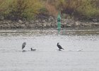 czapla, kaczka, kormoran i mewy