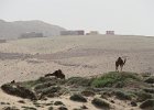 wielbłądy w oddali