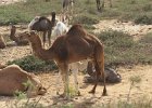 wielbłądzi posiłek