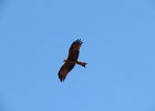 kania czarna (black kite)
